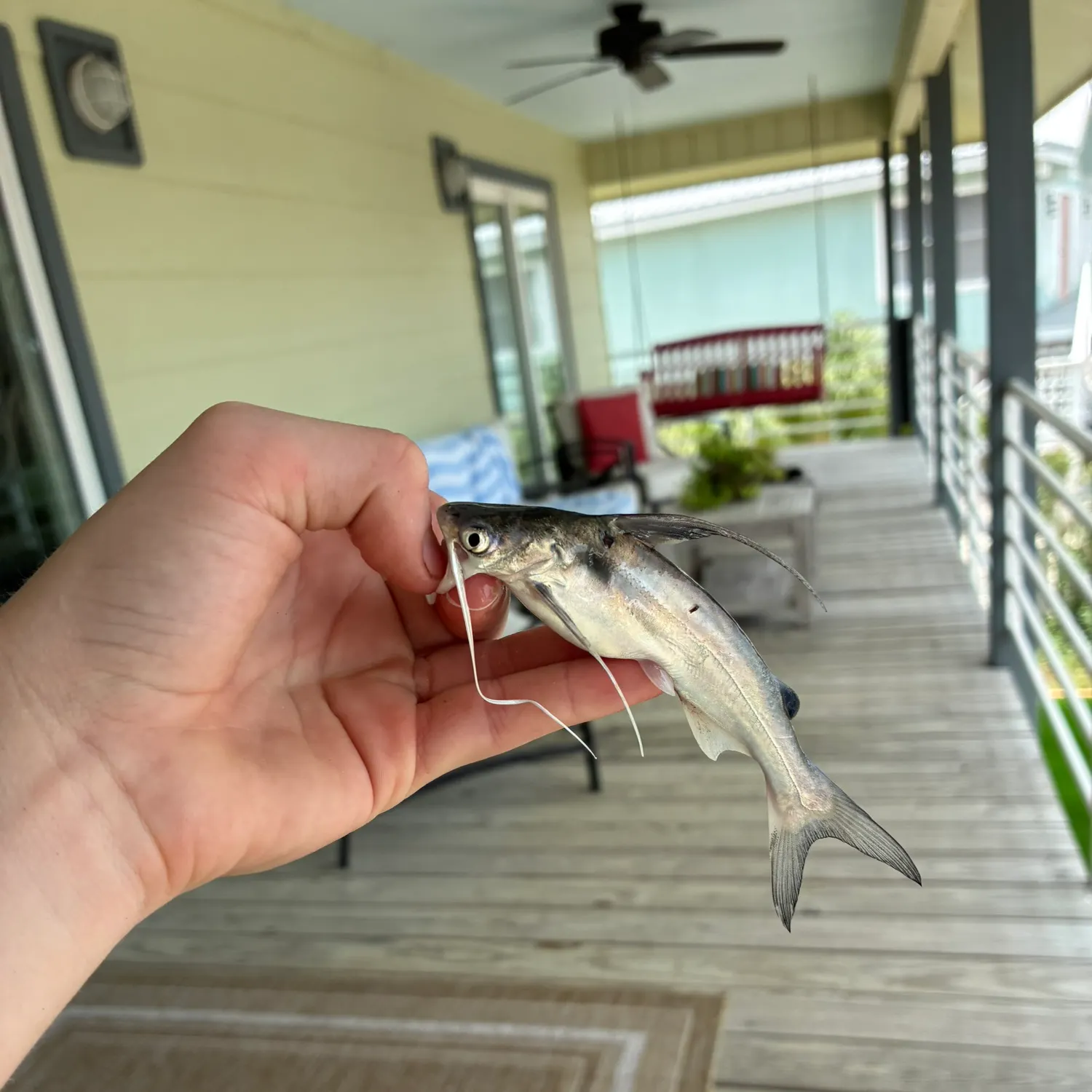 The most recent Gafftopsail sea catfish catches on Fishbrain