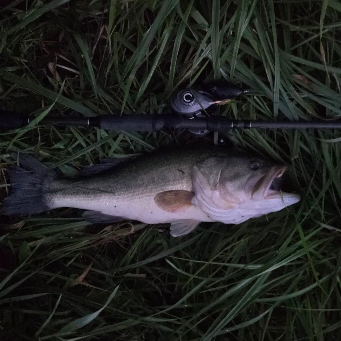 Largemouth bass caught on Fishbrain