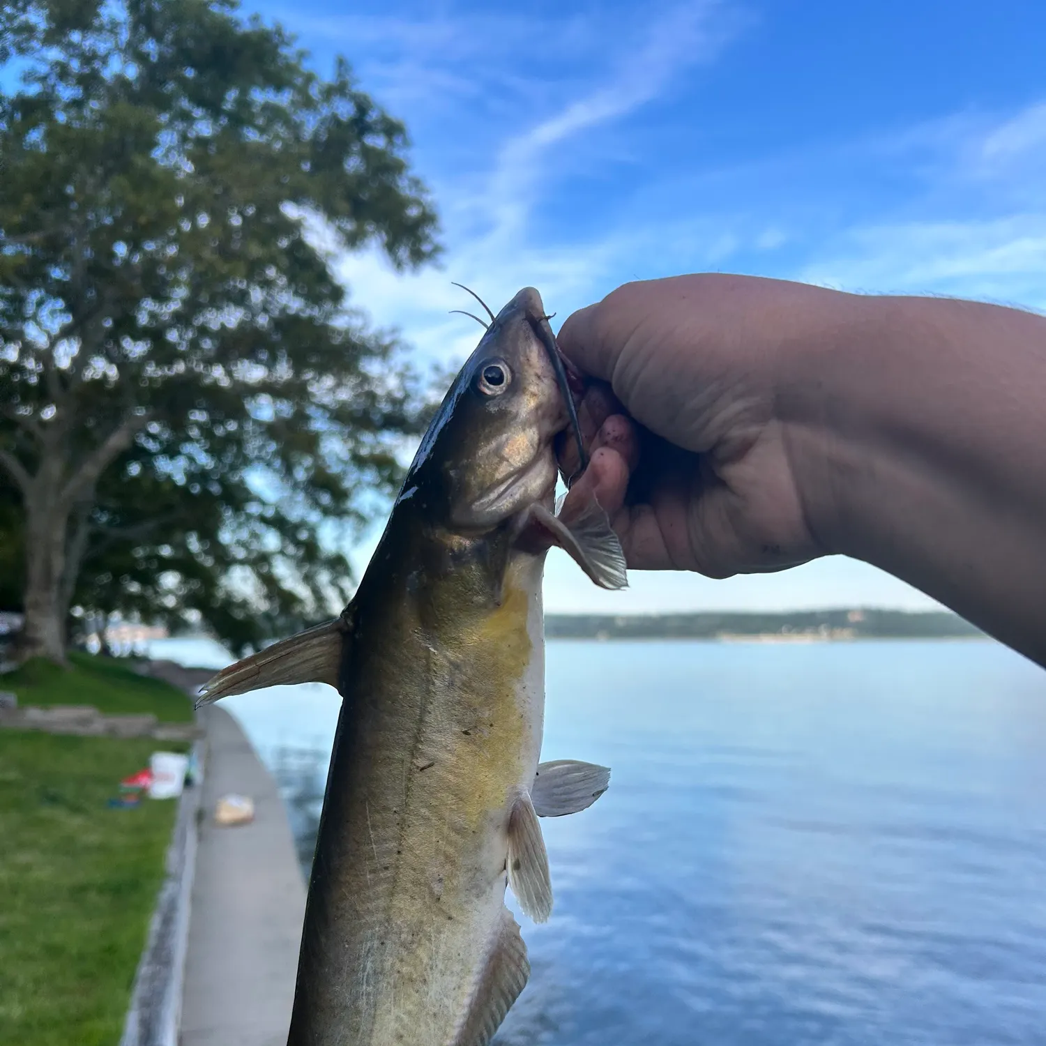 Channel catfish caught on Fishbrain
