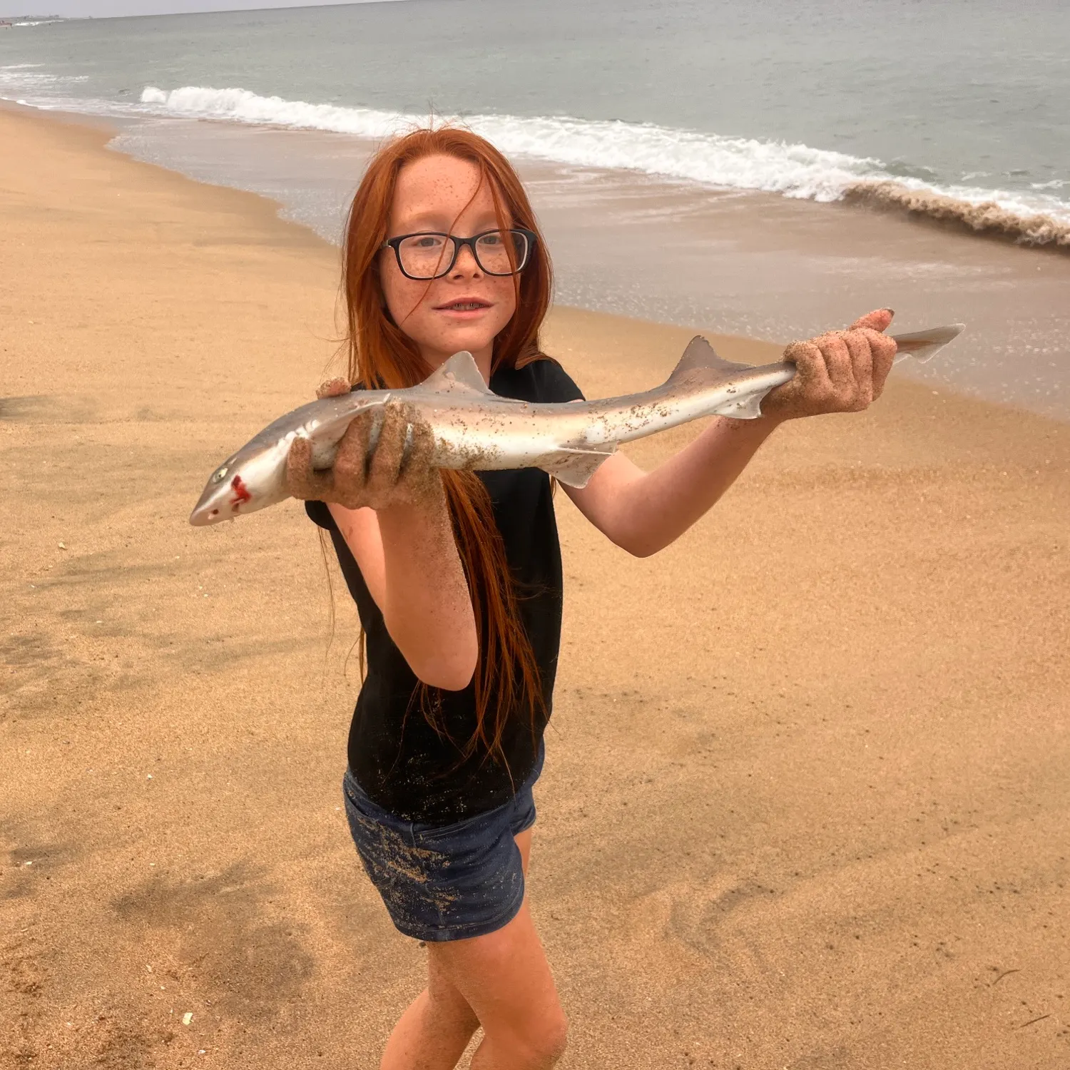 The most recent Grey smooth-hound catches on Fishbrain