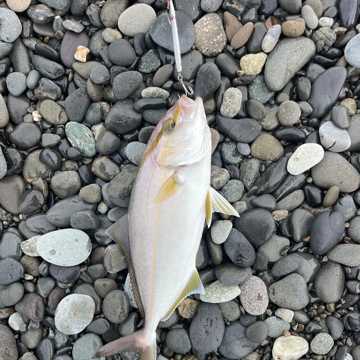 The most recent Greater amberjack catches on Fishbrain