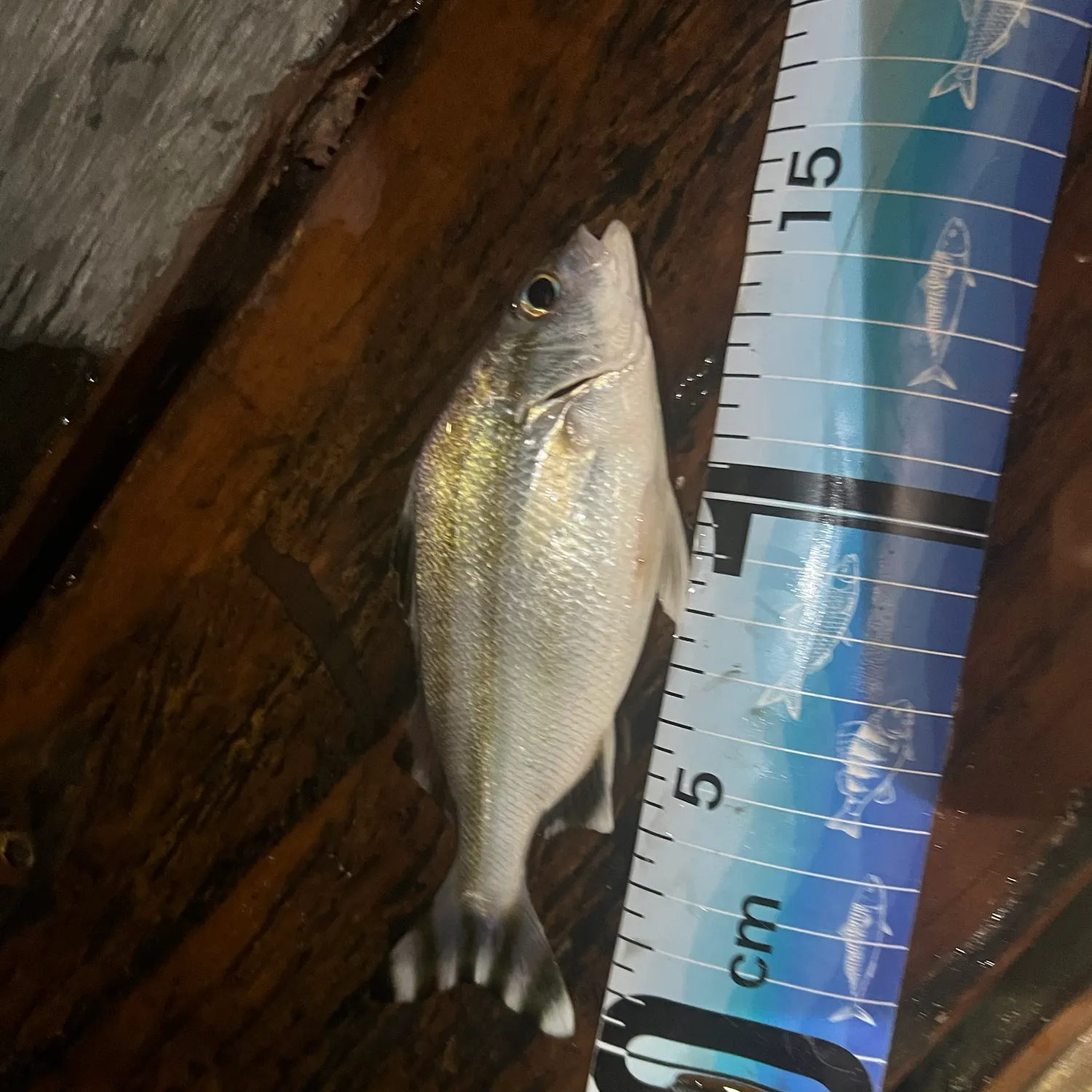 The most recent Jarbua terapon catches on Fishbrain