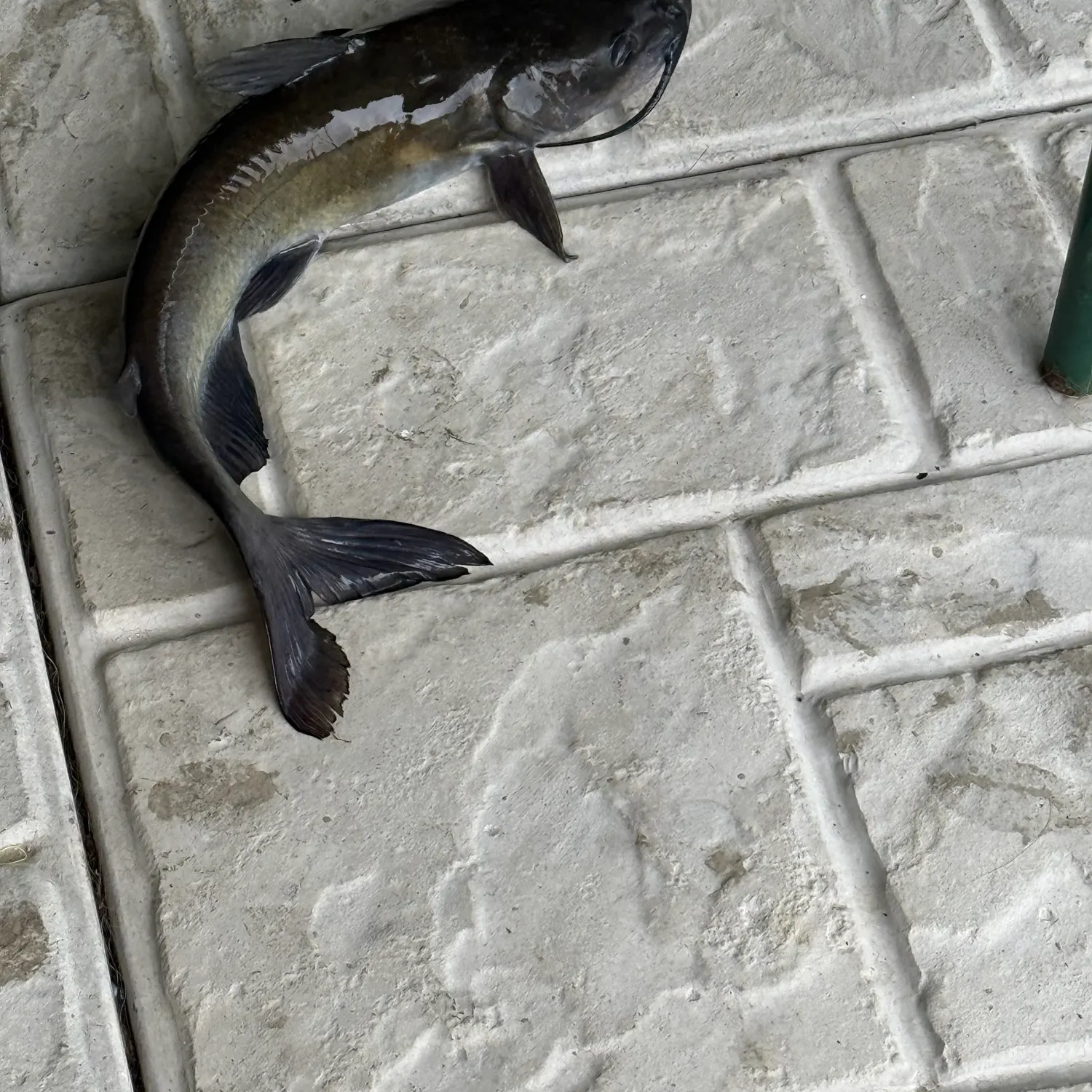 Channel catfish caught on Fishbrain