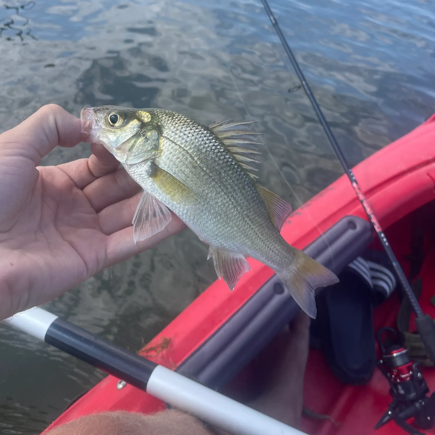 White perch caught on Fishbrain