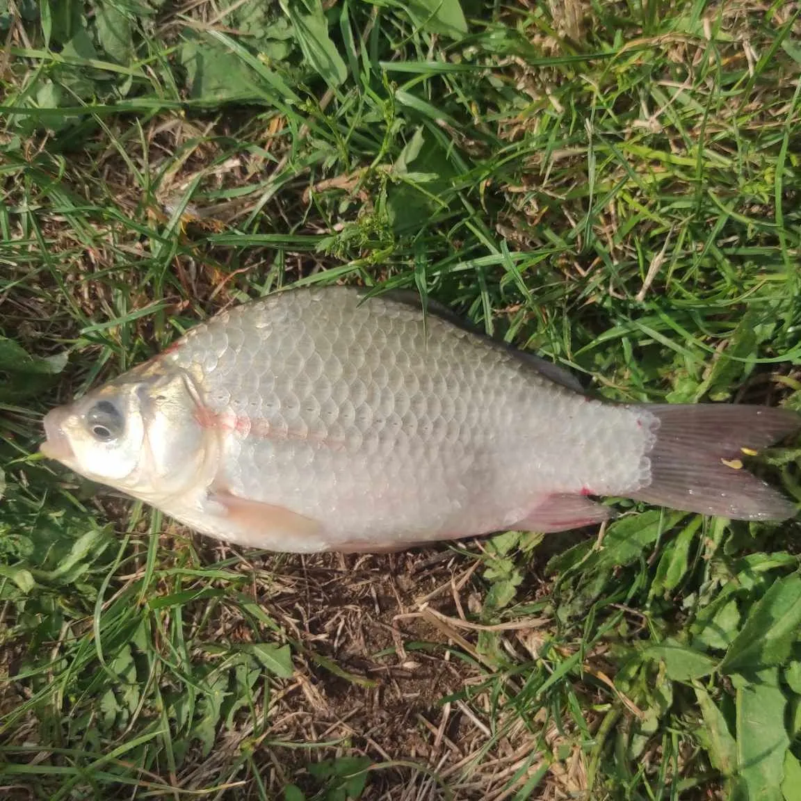 The most recent Prussian carp catches on Fishbrain