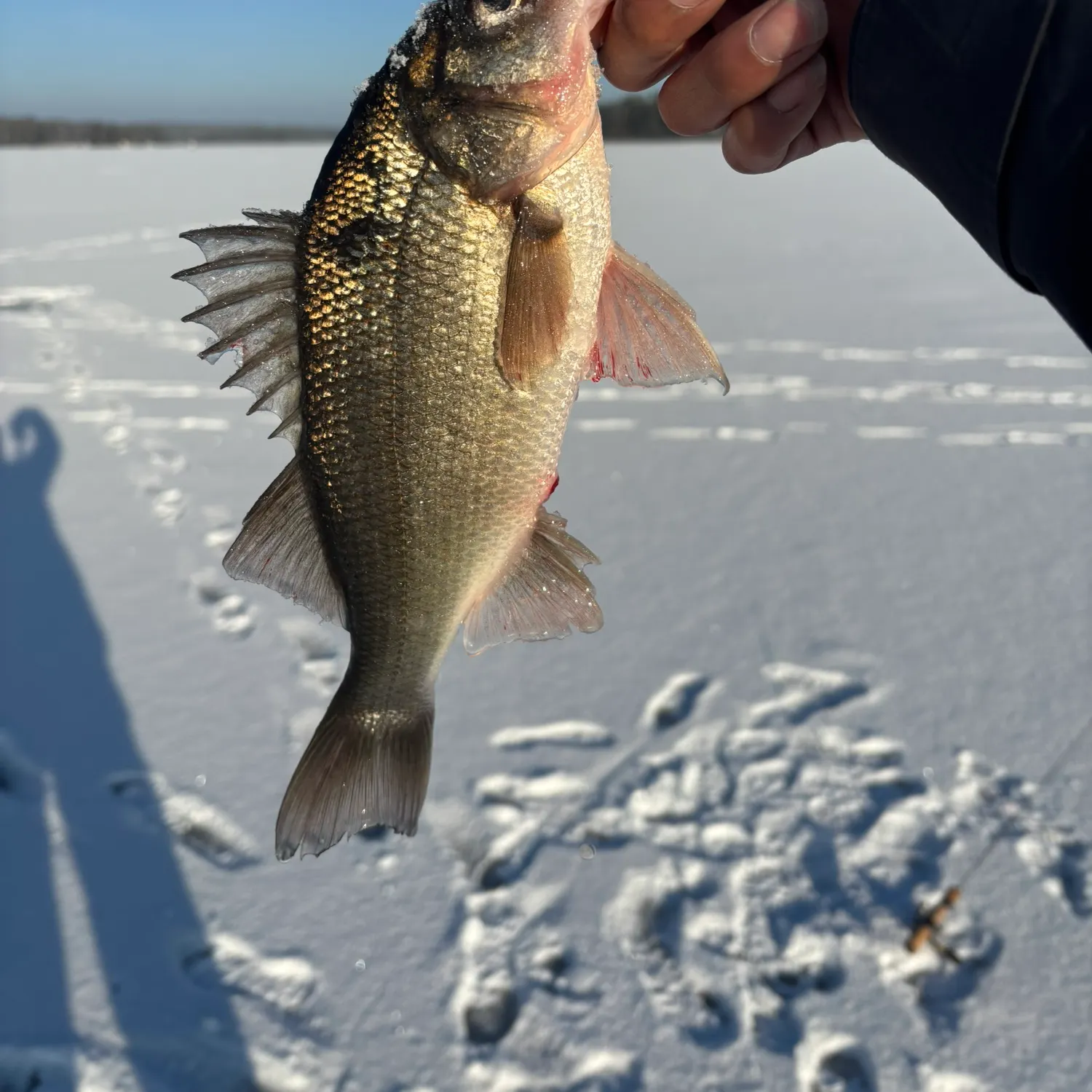 The most recent White perch catches on Fishbrain