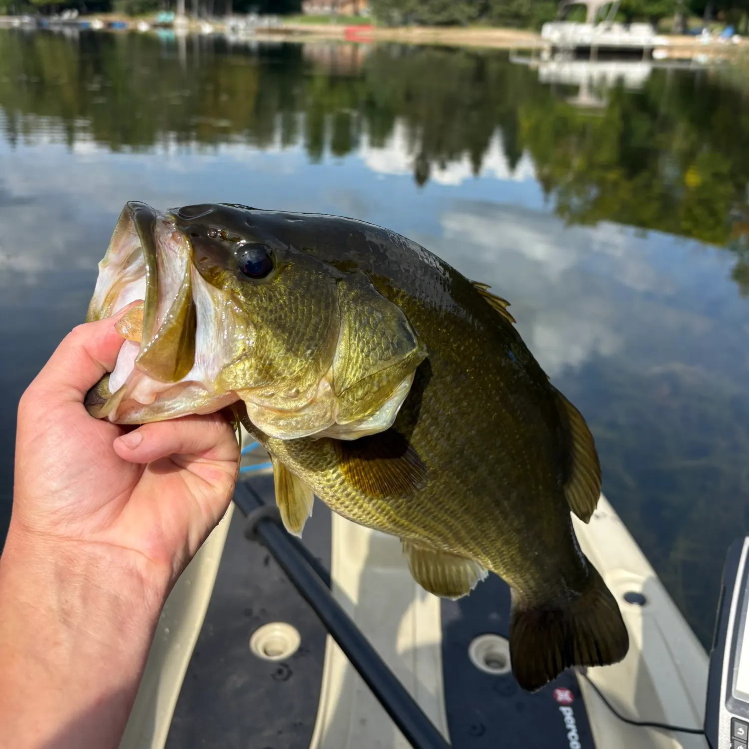 Largemouth bass caught on Fishbrain