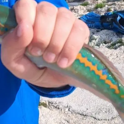 The most recent Mediterranean rainbow wrasse catches on Fishbrain