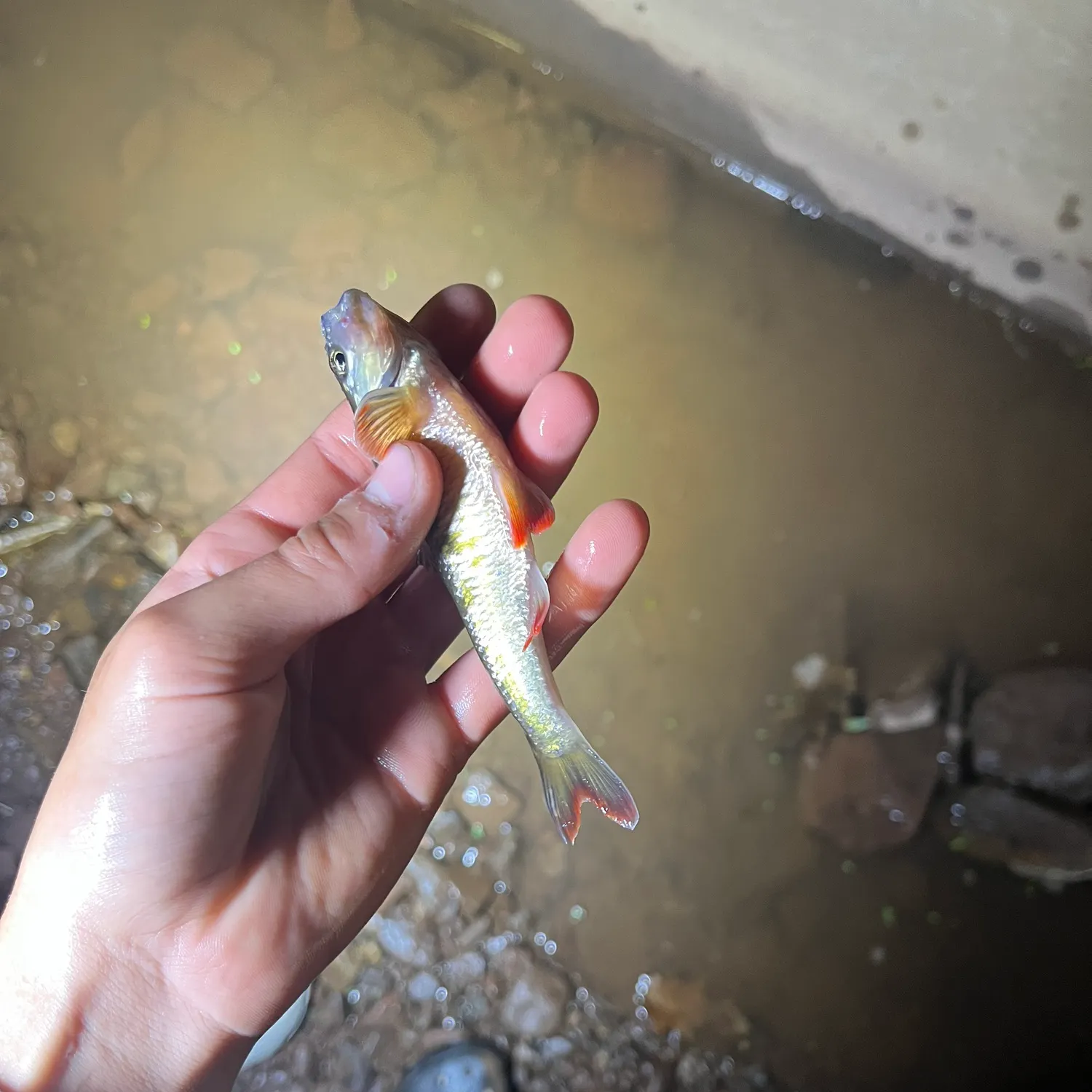 The most recent Creek chub catches on Fishbrain