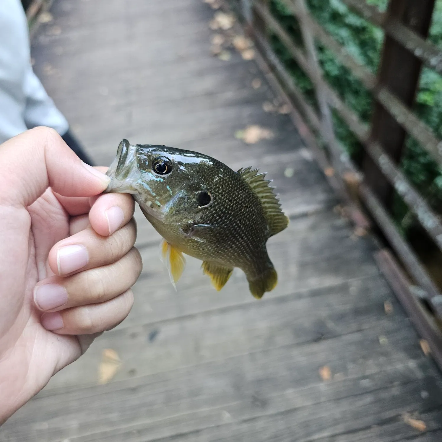 Green sunfish caught on Fishbrain