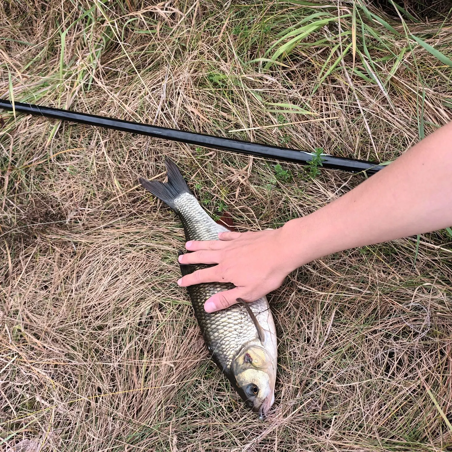 The most recent Common roach catches on Fishbrain