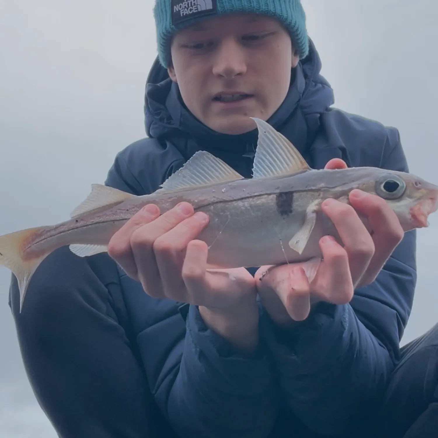 The most recent Haddock catches on Fishbrain