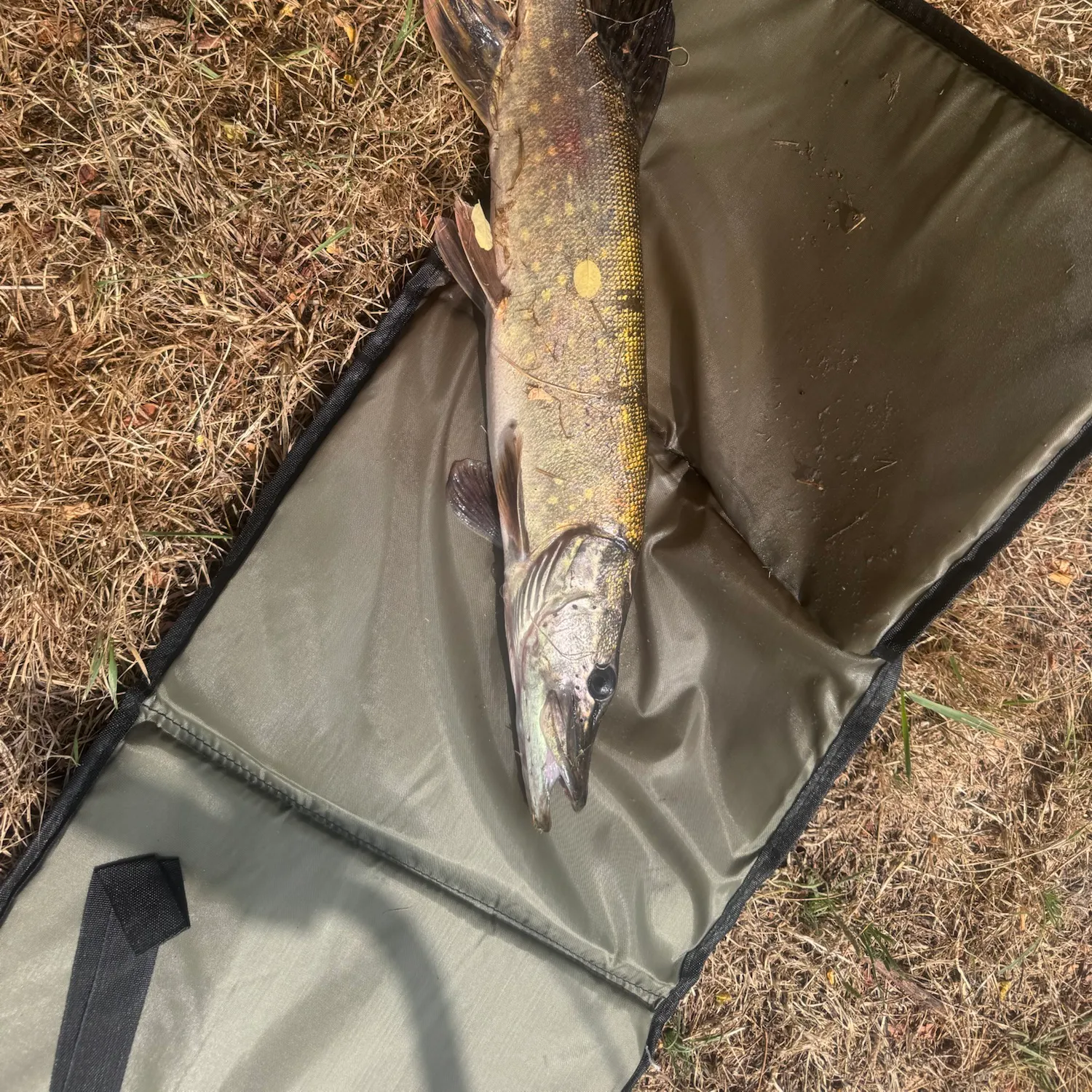 Northern pike caught on Fishbrain