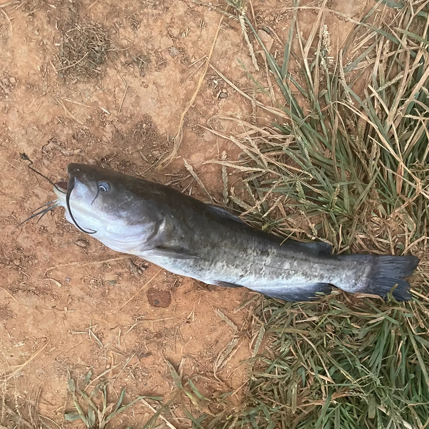 Brown bullhead caught on Fishbrain