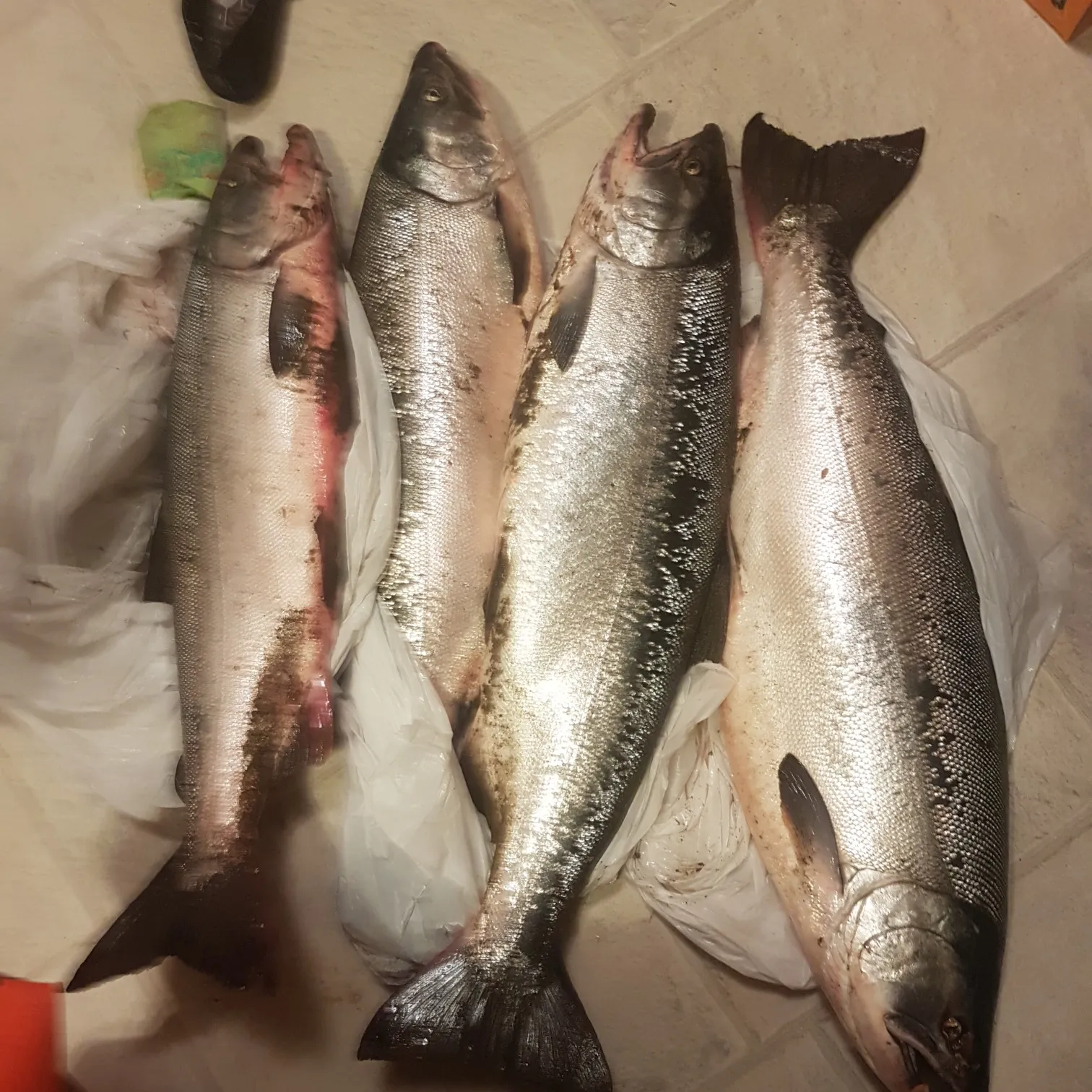 recently logged catches