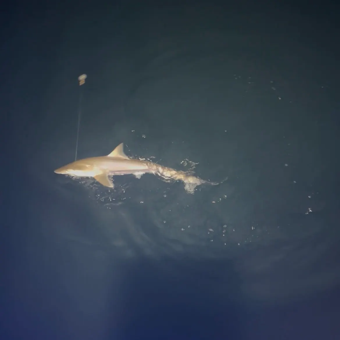 The most recent Blacktip reef shark catches on Fishbrain
