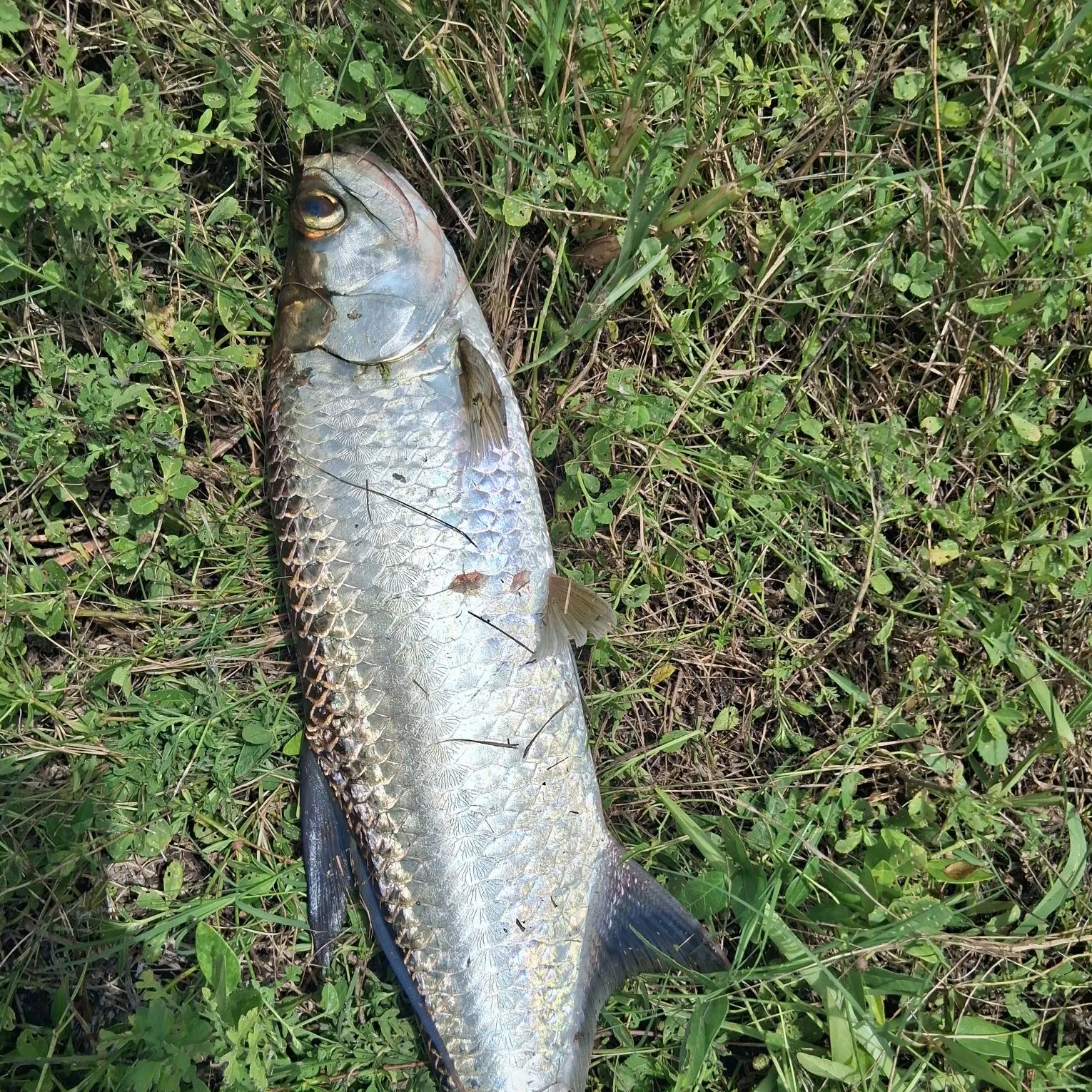 The most recent Smallmouth buffalo catches on Fishbrain