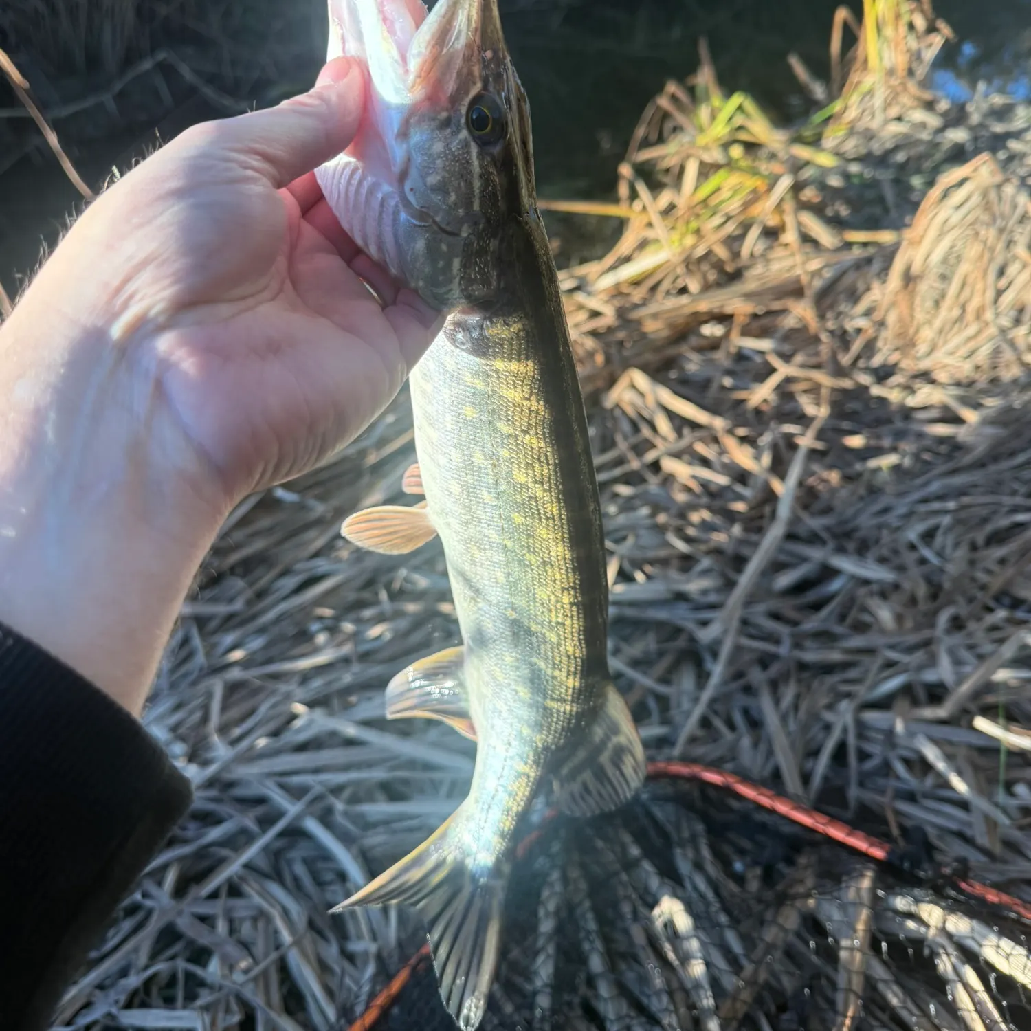 Northern pike caught on Fishbrain