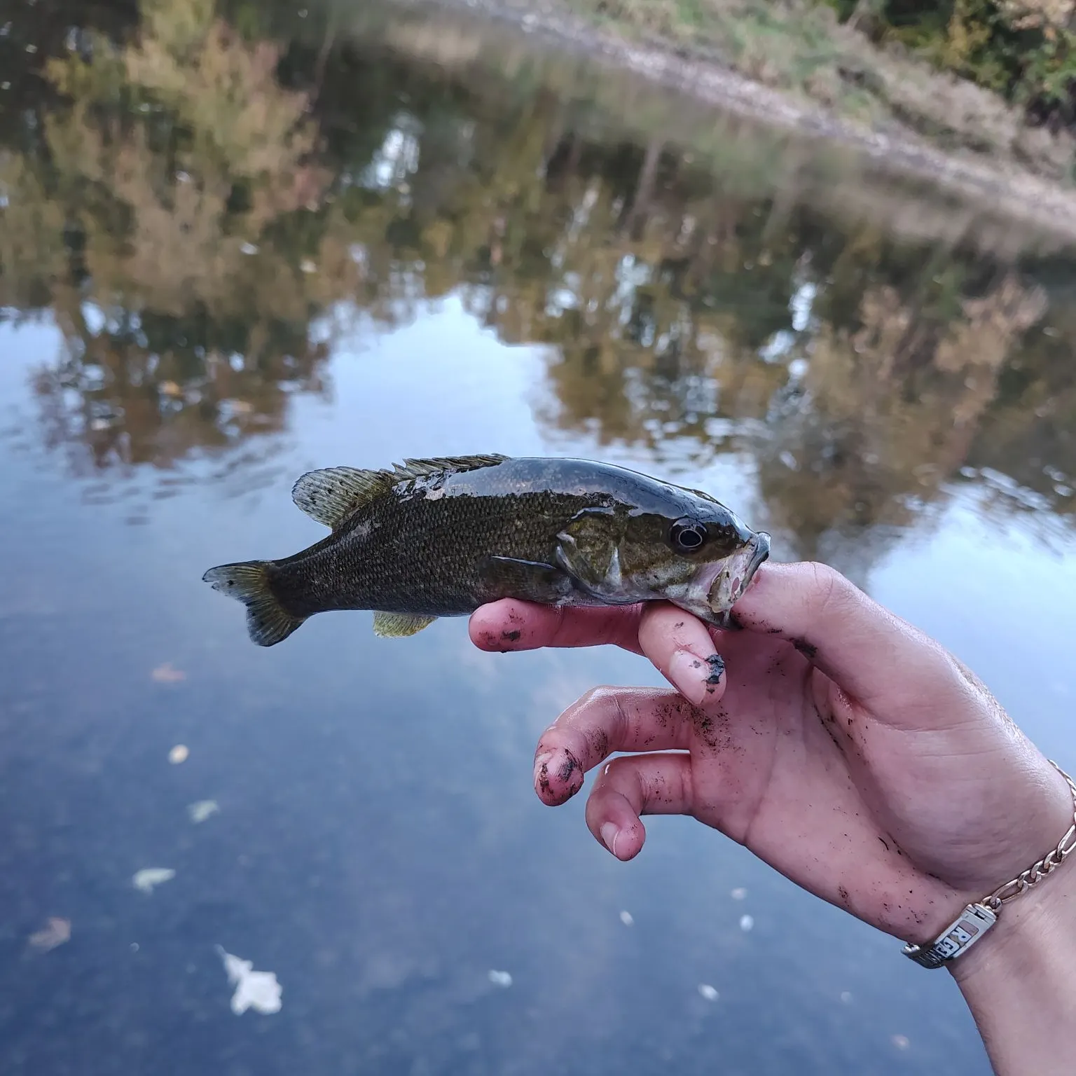 Smallmouth bass caught on Fishbrain