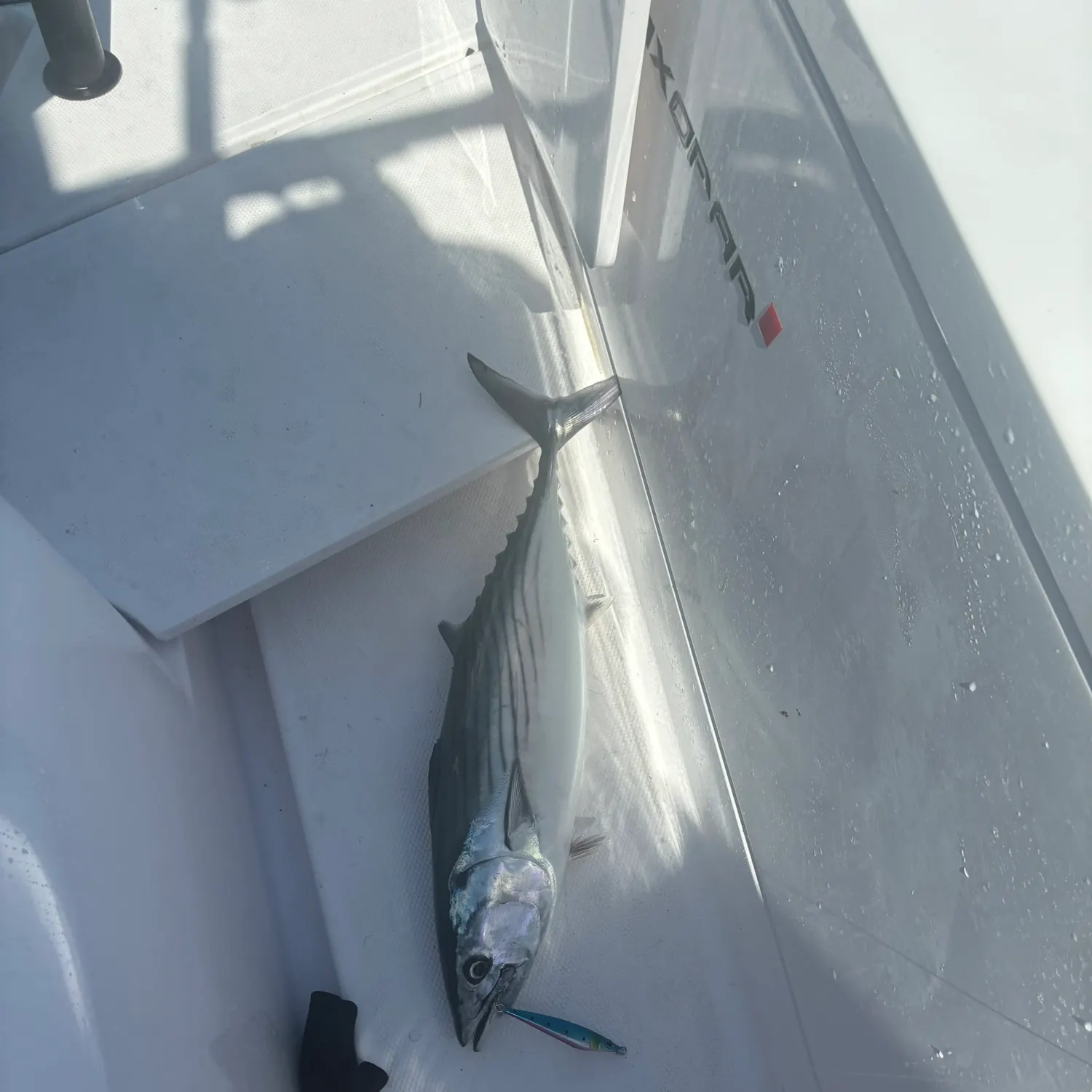 Pacific bonito caught on Fishbrain