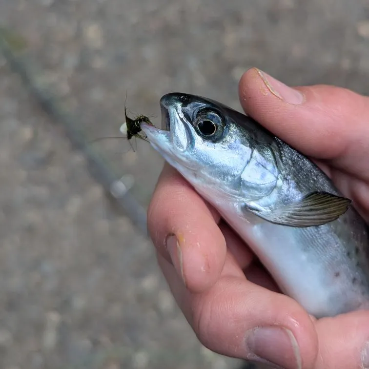 The most recent Atlantic salmon catches on Fishbrain