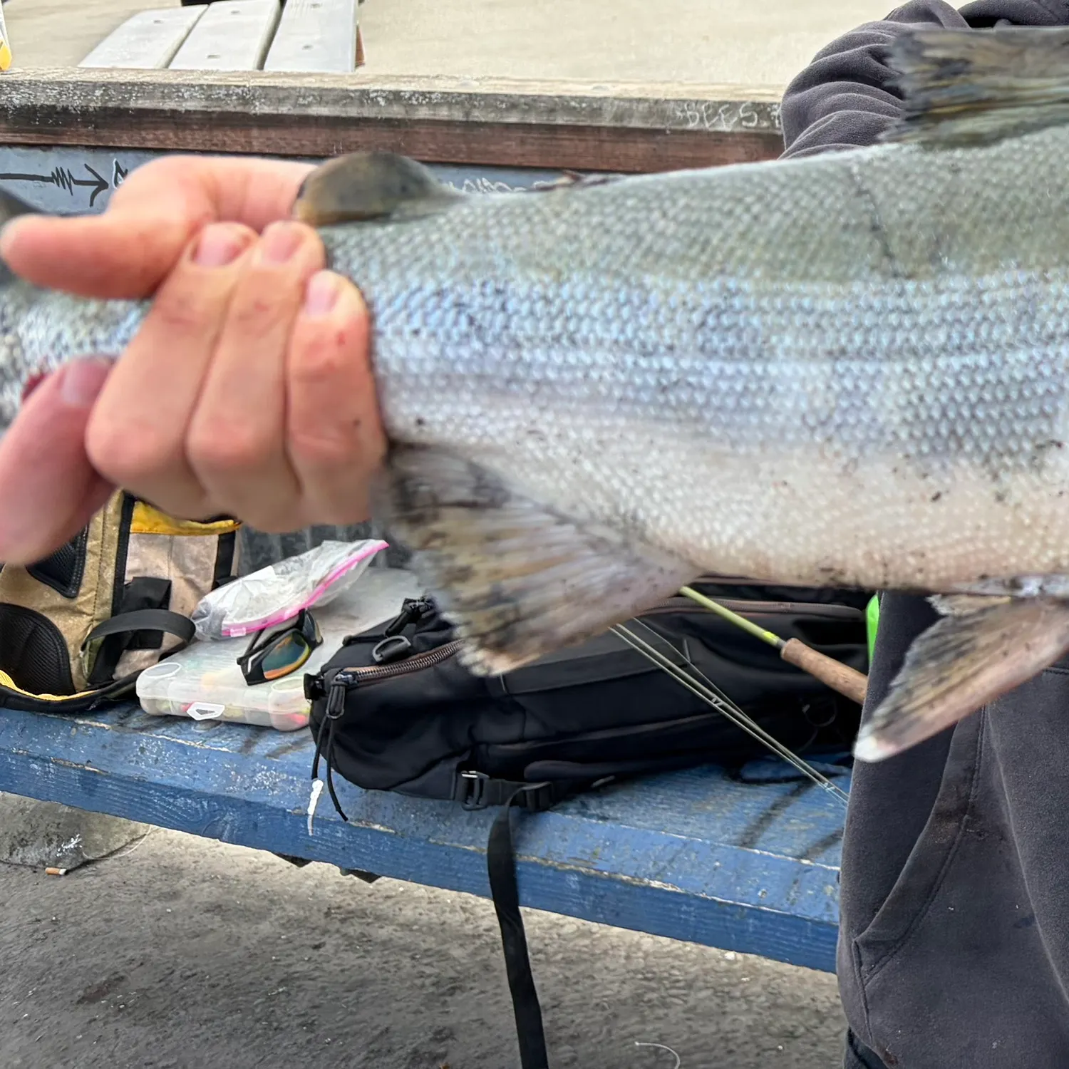 Chum salmon caught on Fishbrain