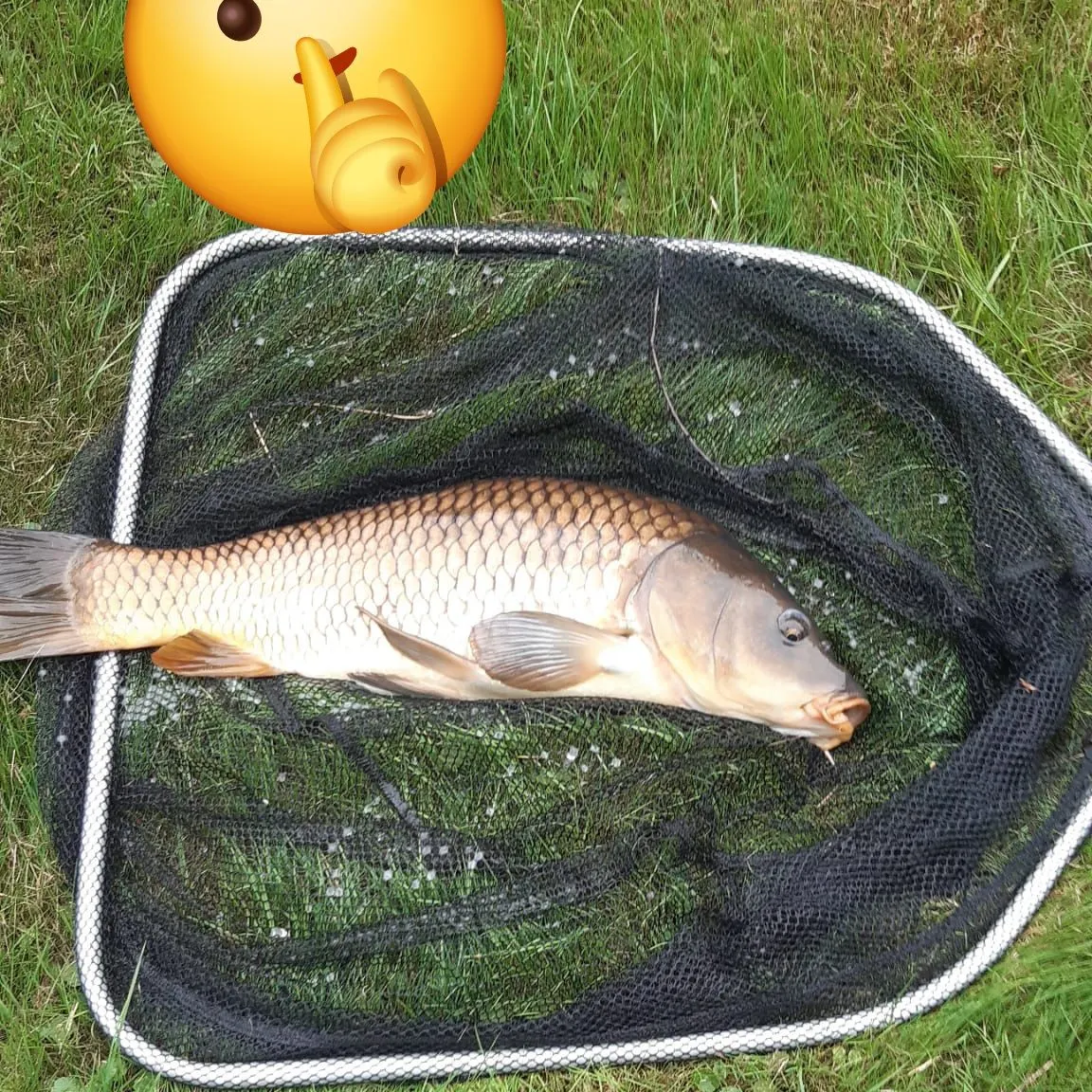 Common carp caught on Fishbrain