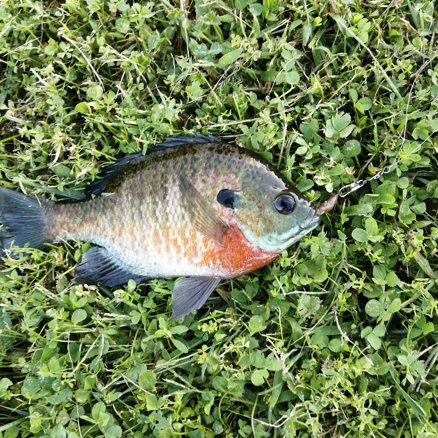 Bluegill caught on Fishbrain