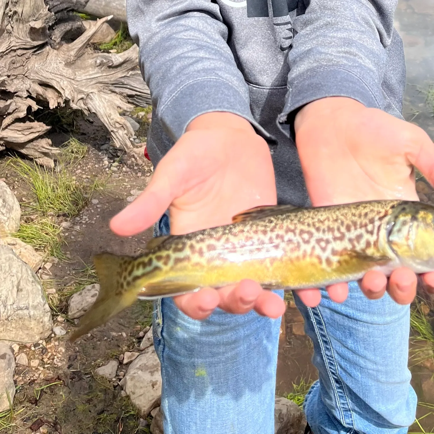 Tiger trout caught on Fishbrain