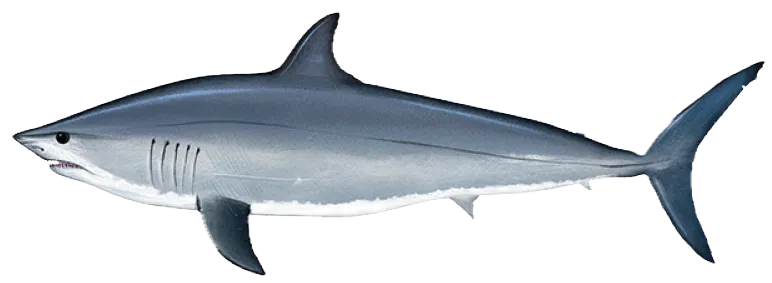 Shortfin mako shark