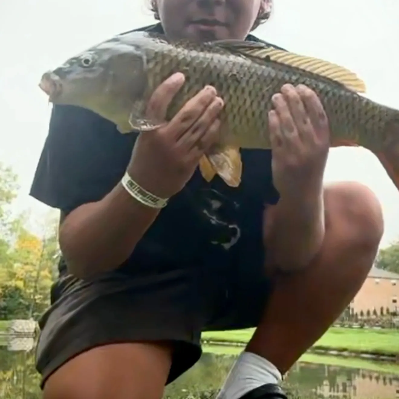 Common carp caught on Fishbrain