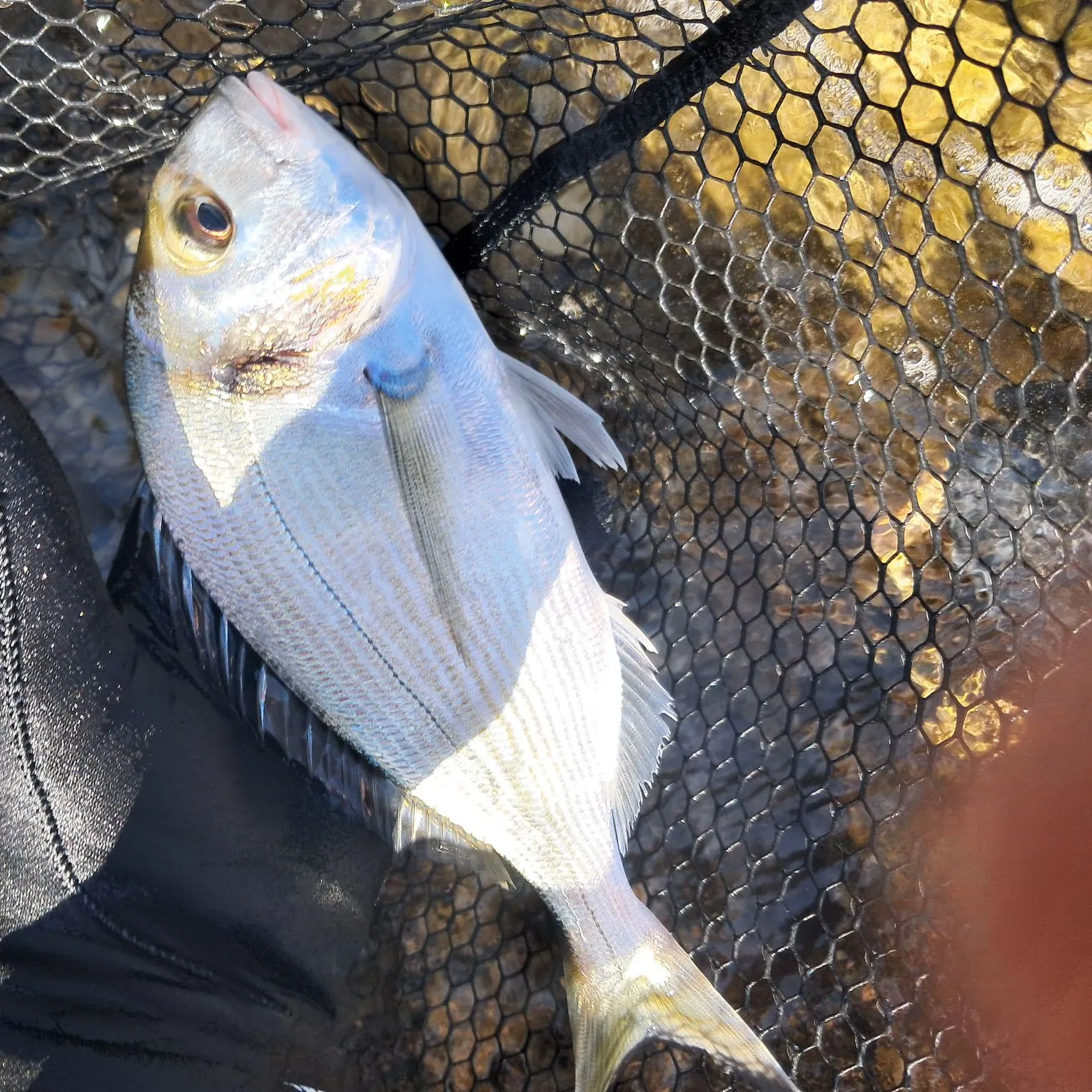 White seabream caught on Fishbrain