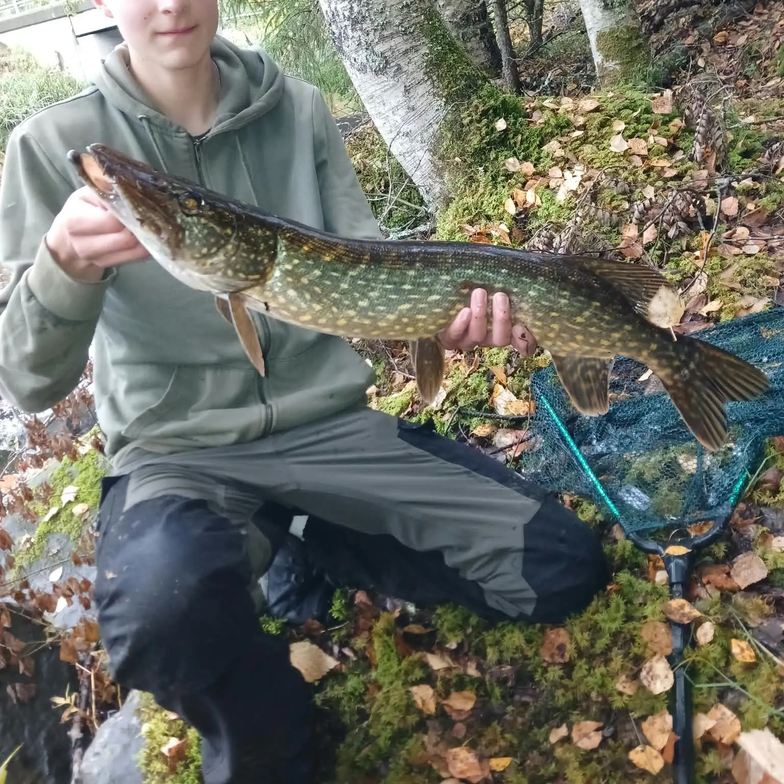 Northern pike caught on Fishbrain