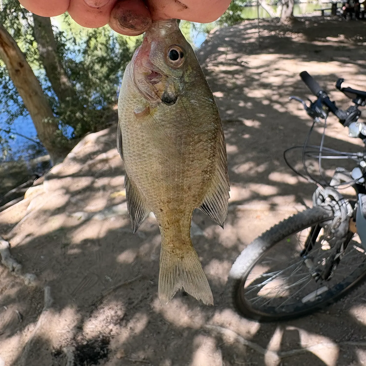 Bluegill caught on Fishbrain