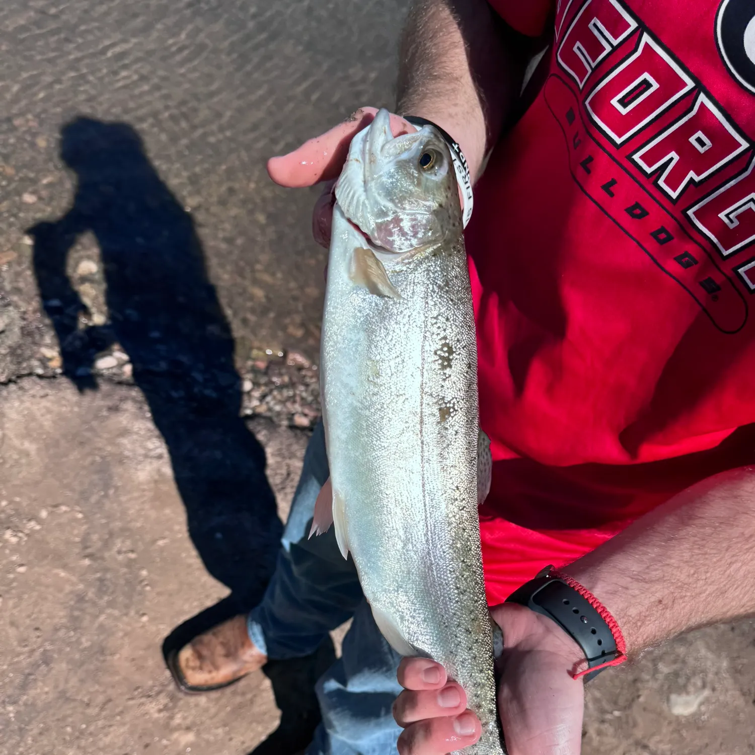 Rainbow trout caught on Fishbrain