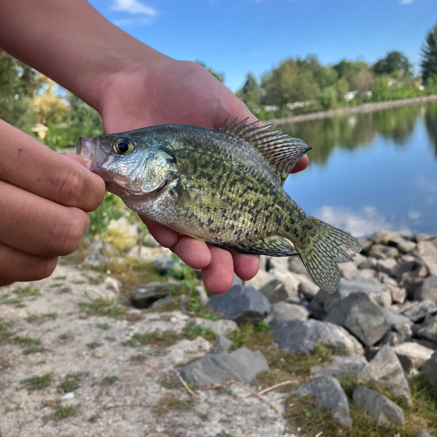 Black crappie caught on Fishbrain