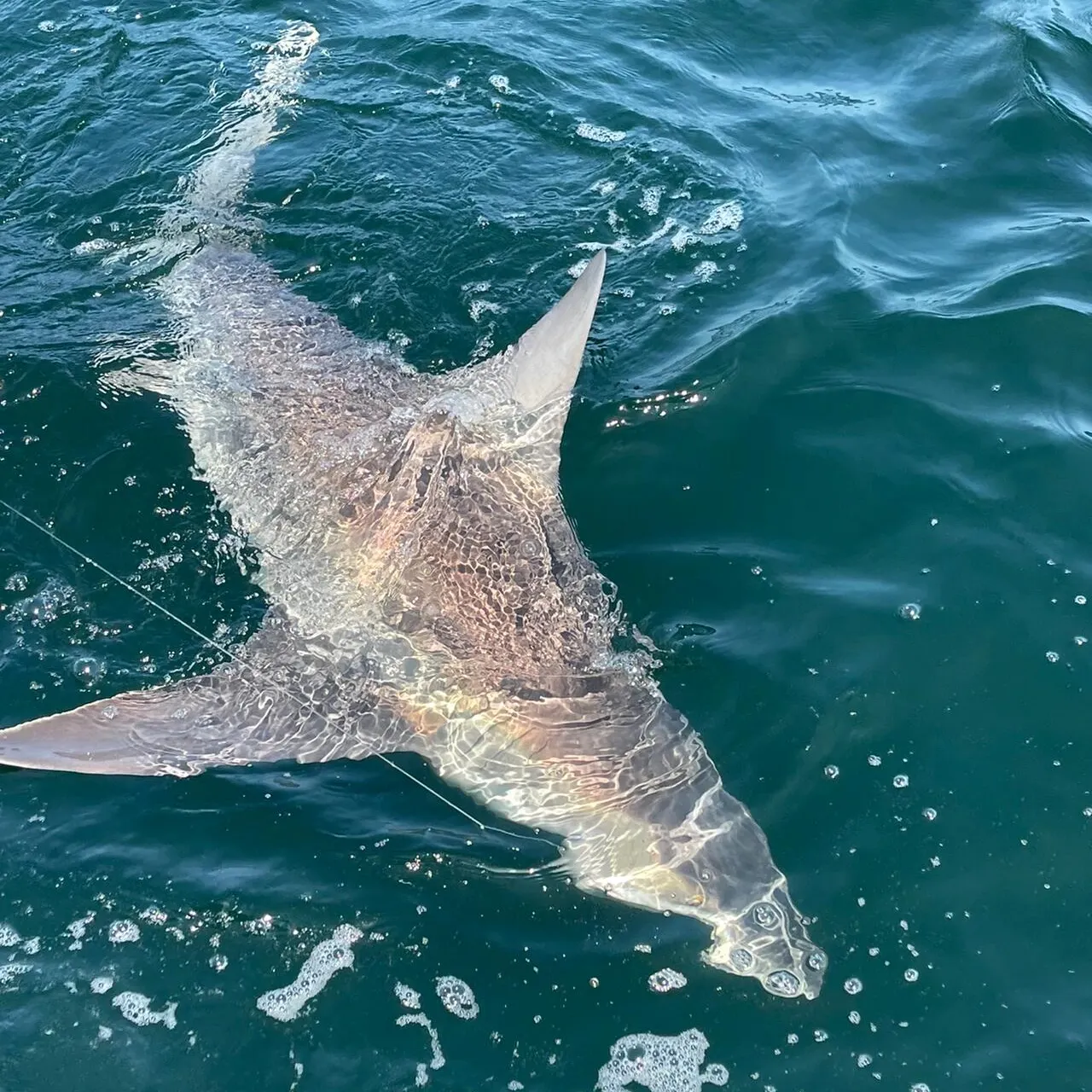 The most recent Bull shark catches on Fishbrain