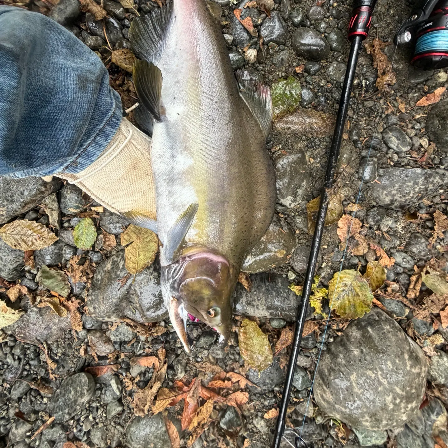 The most recent Pink salmon catches on Fishbrain