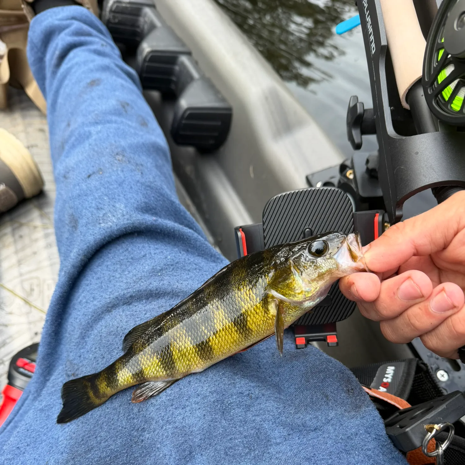Yellow perch caught on Fishbrain