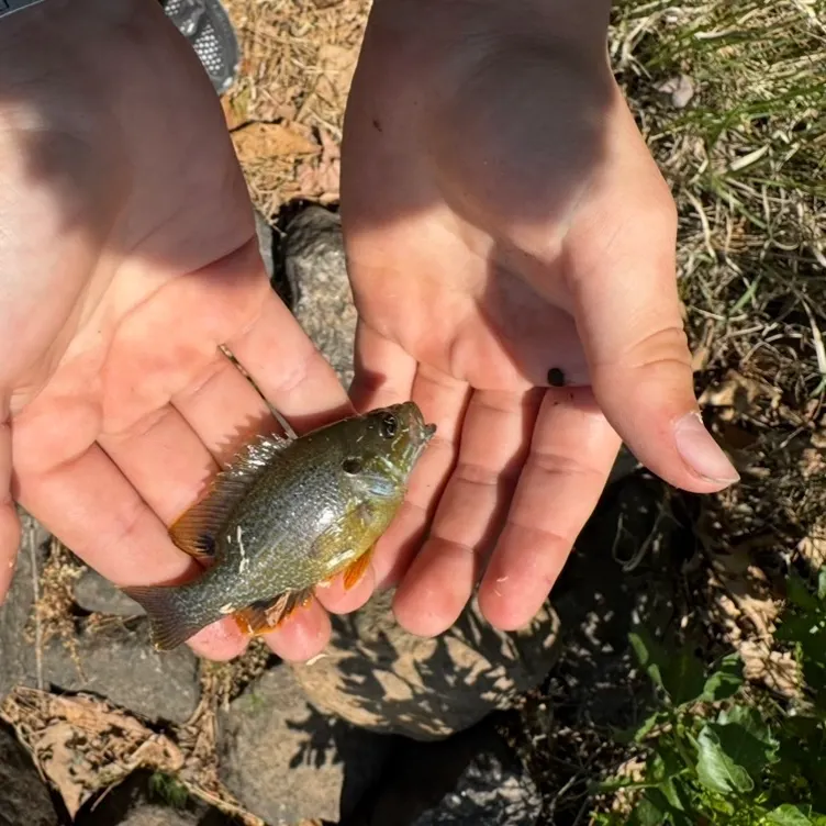 Green sunfish caught on Fishbrain