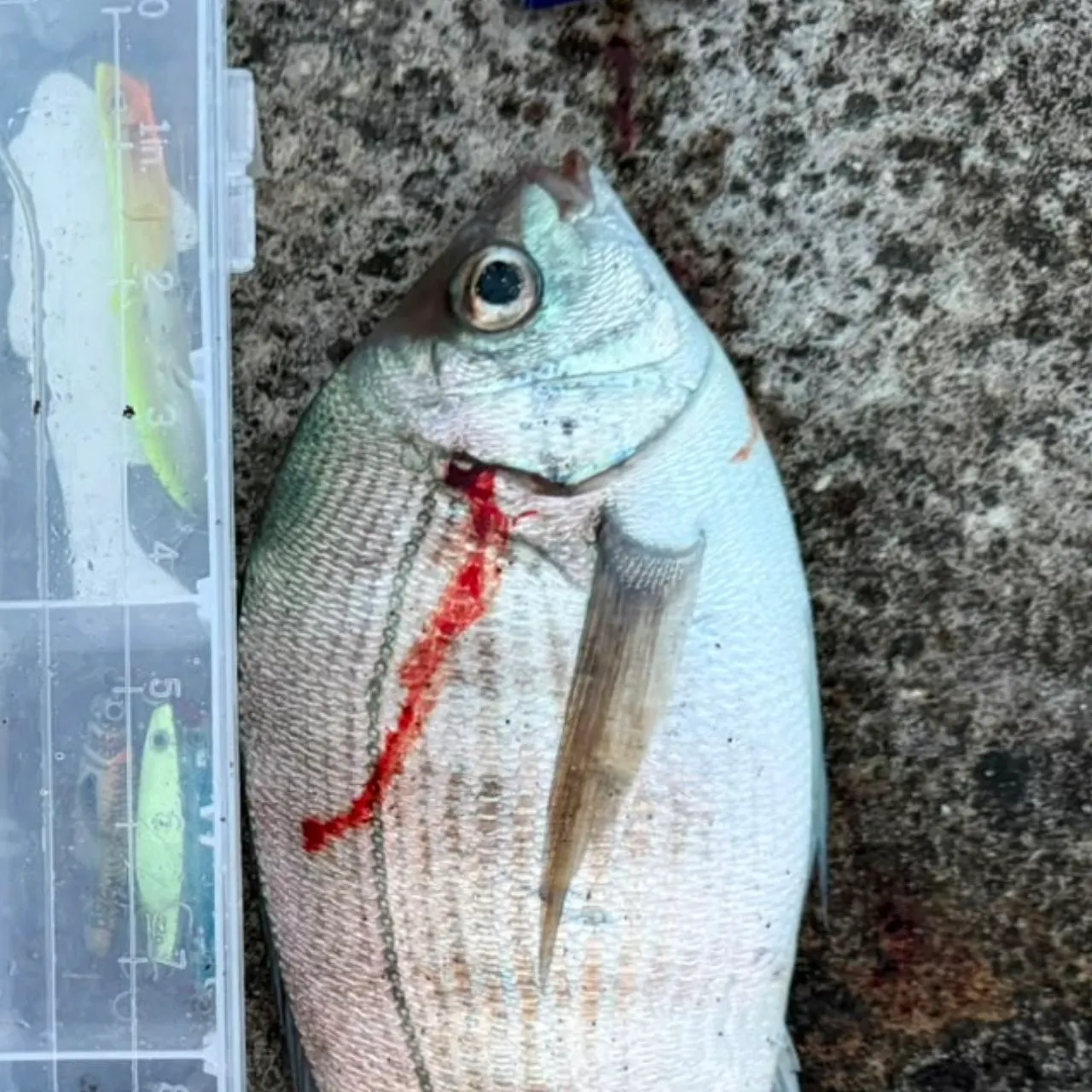 Gilthead seabream caught on Fishbrain