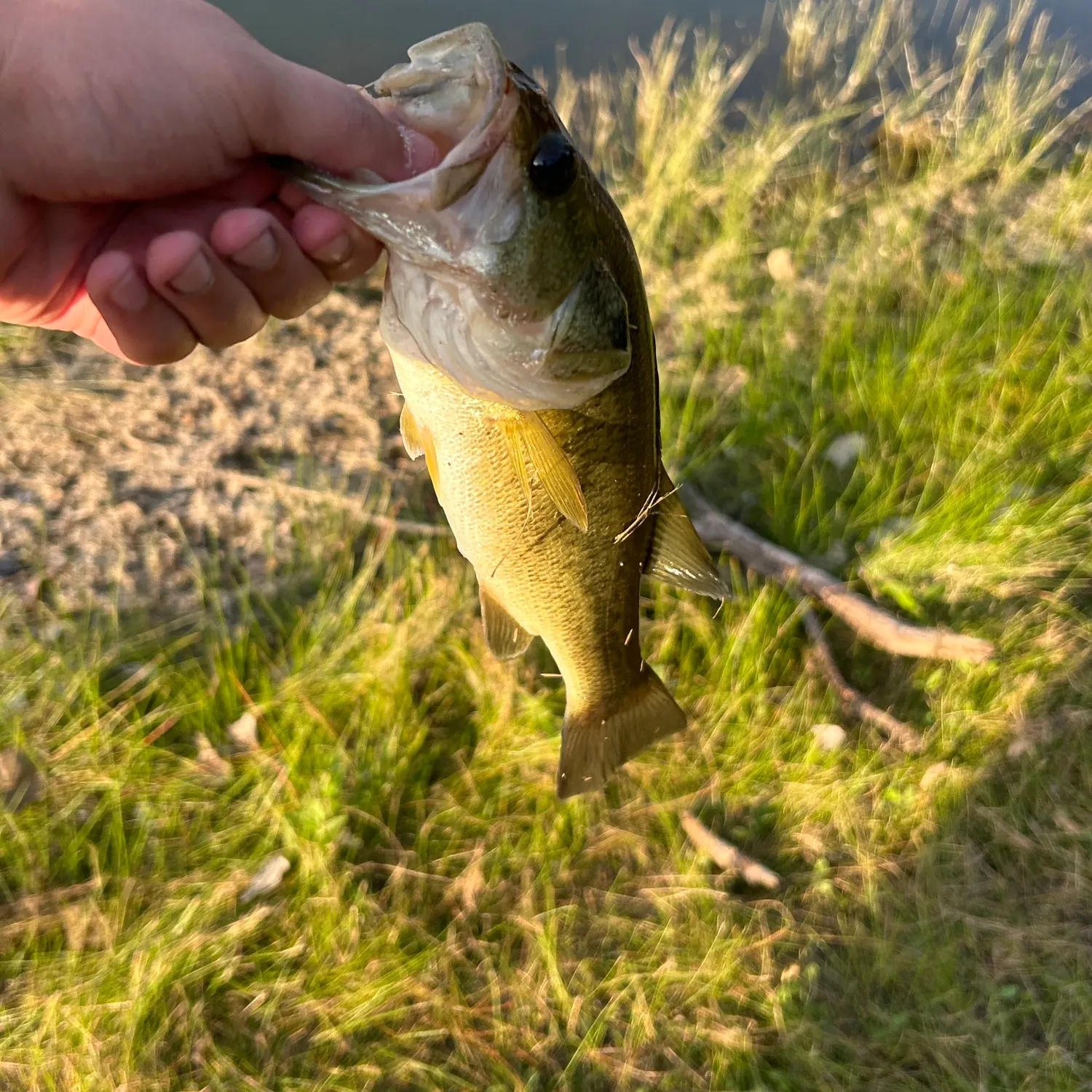 angler catch