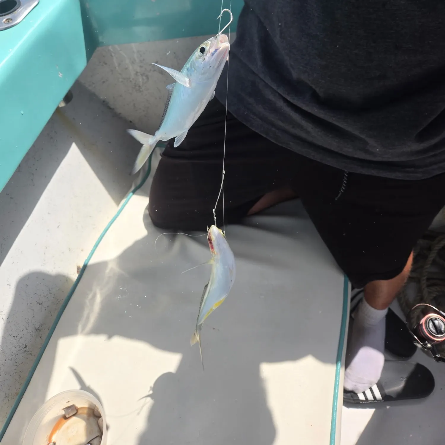The most recent Horse-eye jack catches on Fishbrain