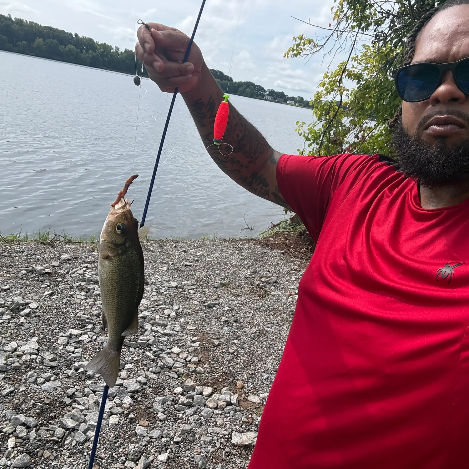 White perch caught on Fishbrain