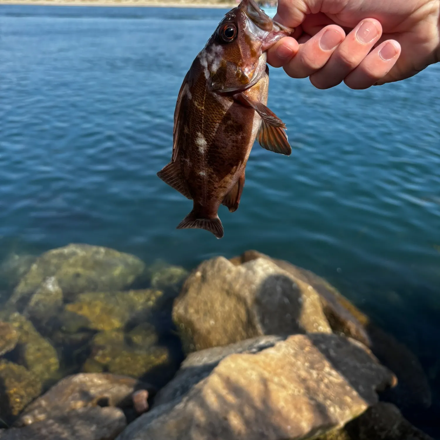 The most recent Copper rockfish catches on Fishbrain