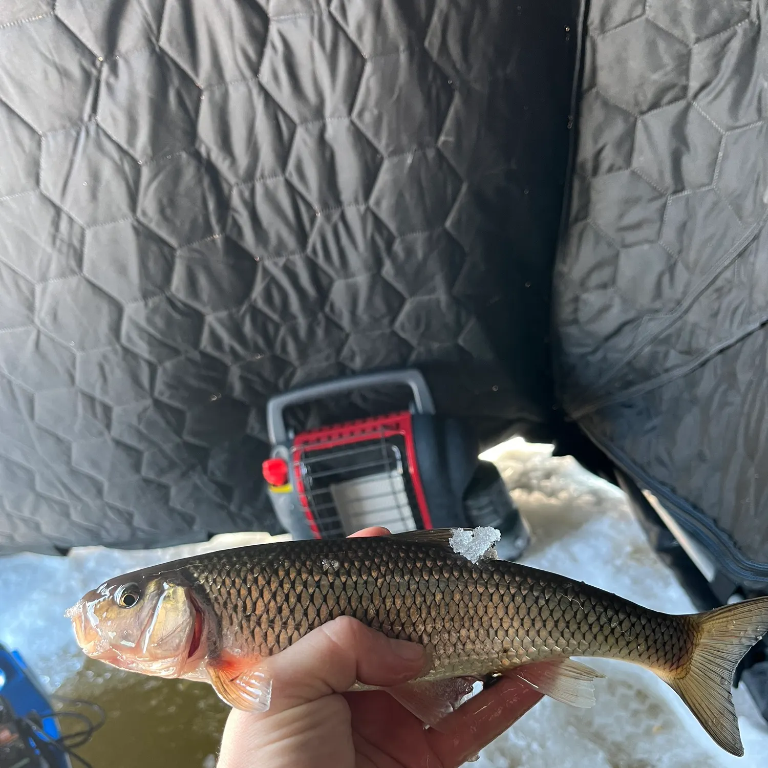 The most recent Fallfish catches on Fishbrain