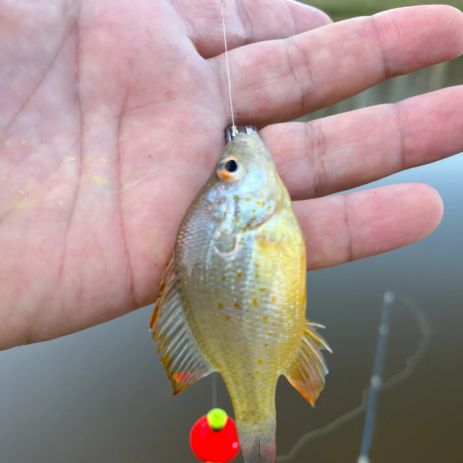 The most recent Orangespotted sunfish catches on Fishbrain