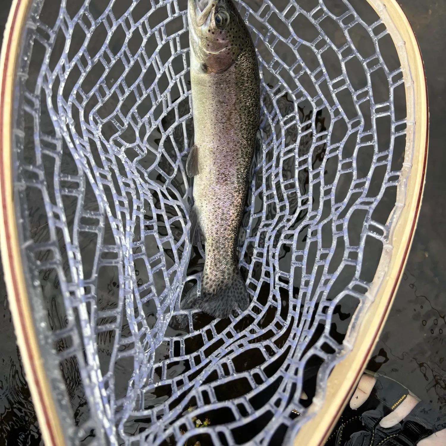 Rainbow trout caught on Fishbrain