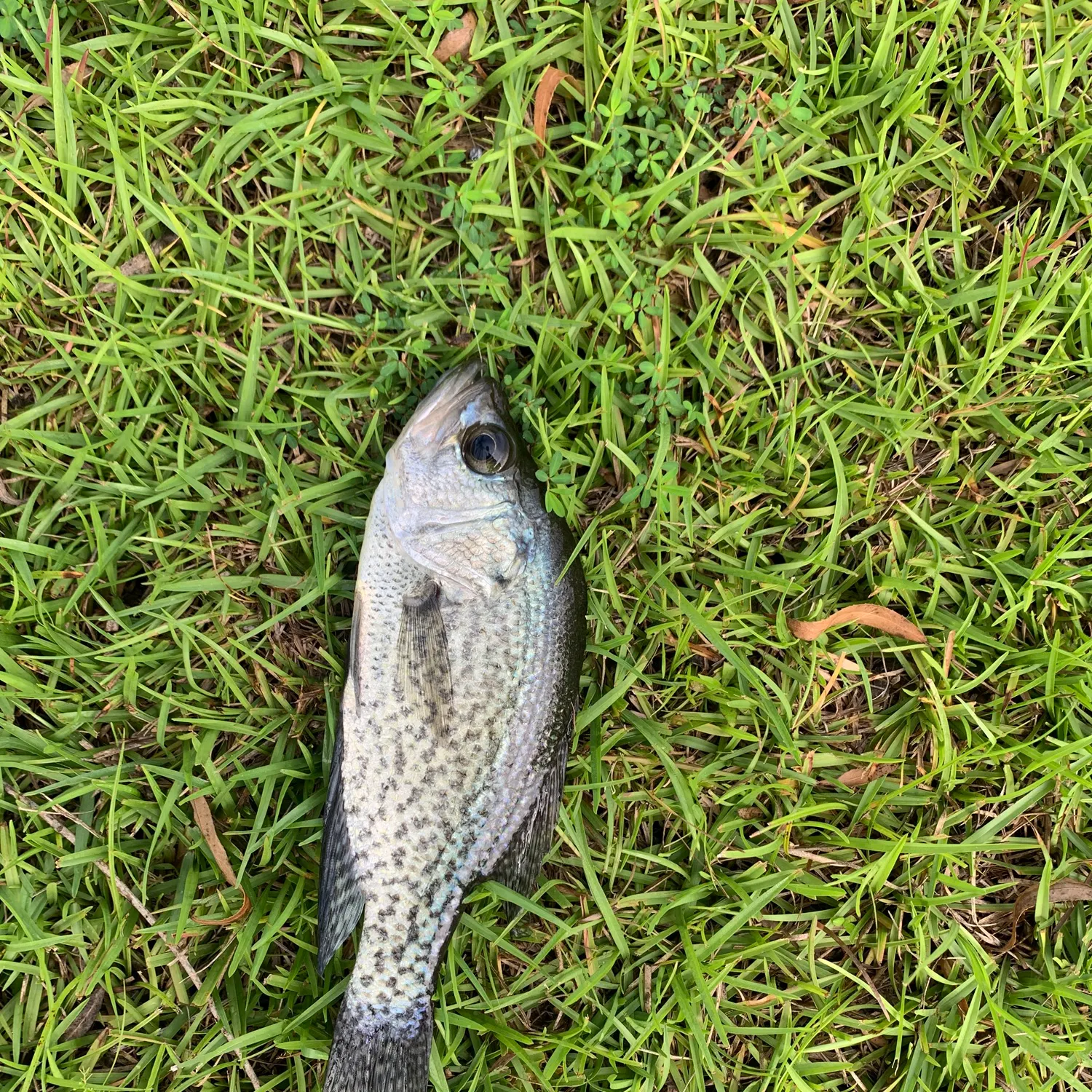 Black crappie caught on Fishbrain