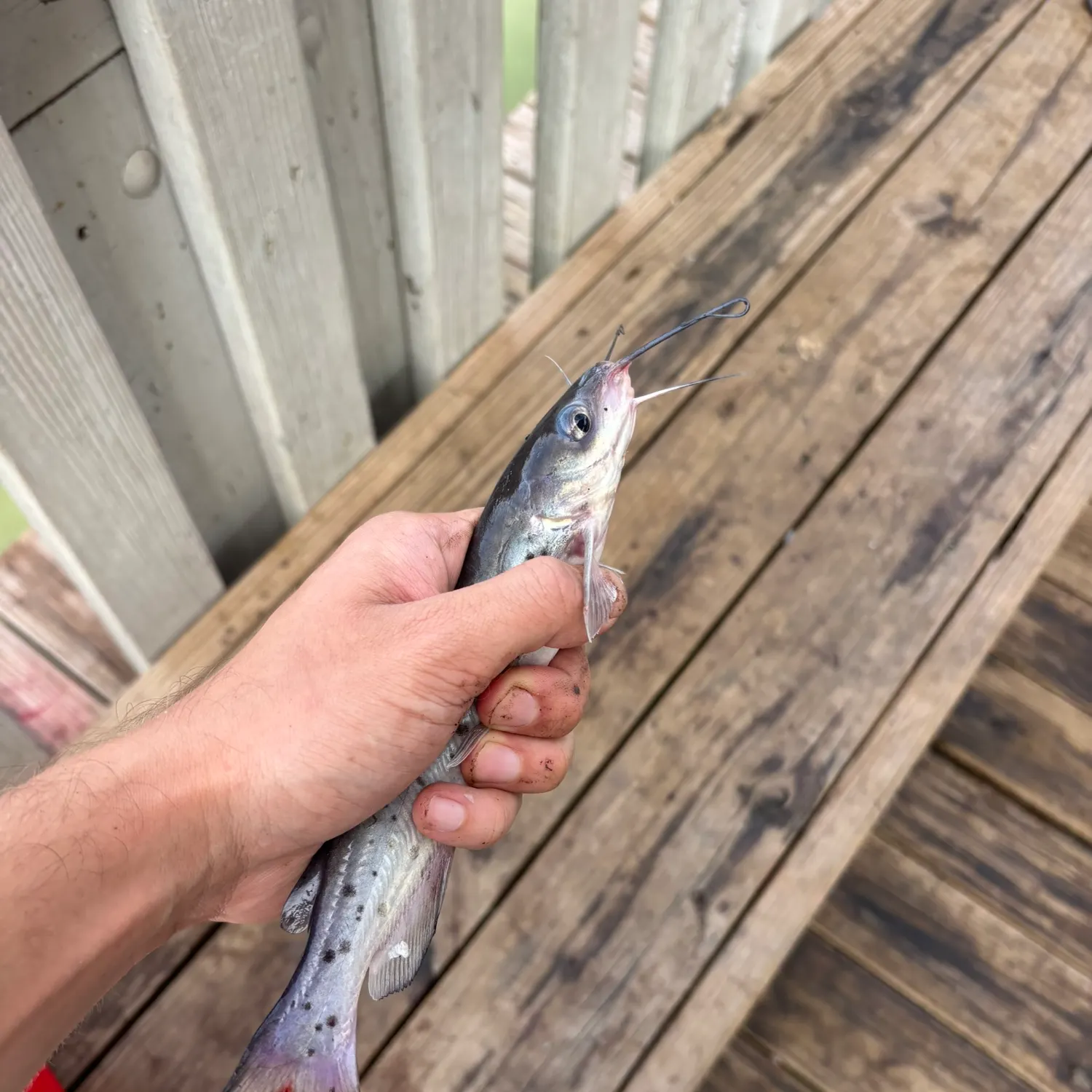 Channel catfish caught on Fishbrain